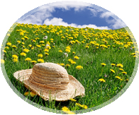 Organically Grown Herbs